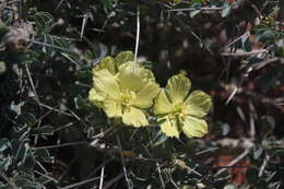 Image of Monsonia lheritieri (Sw.) Steud.