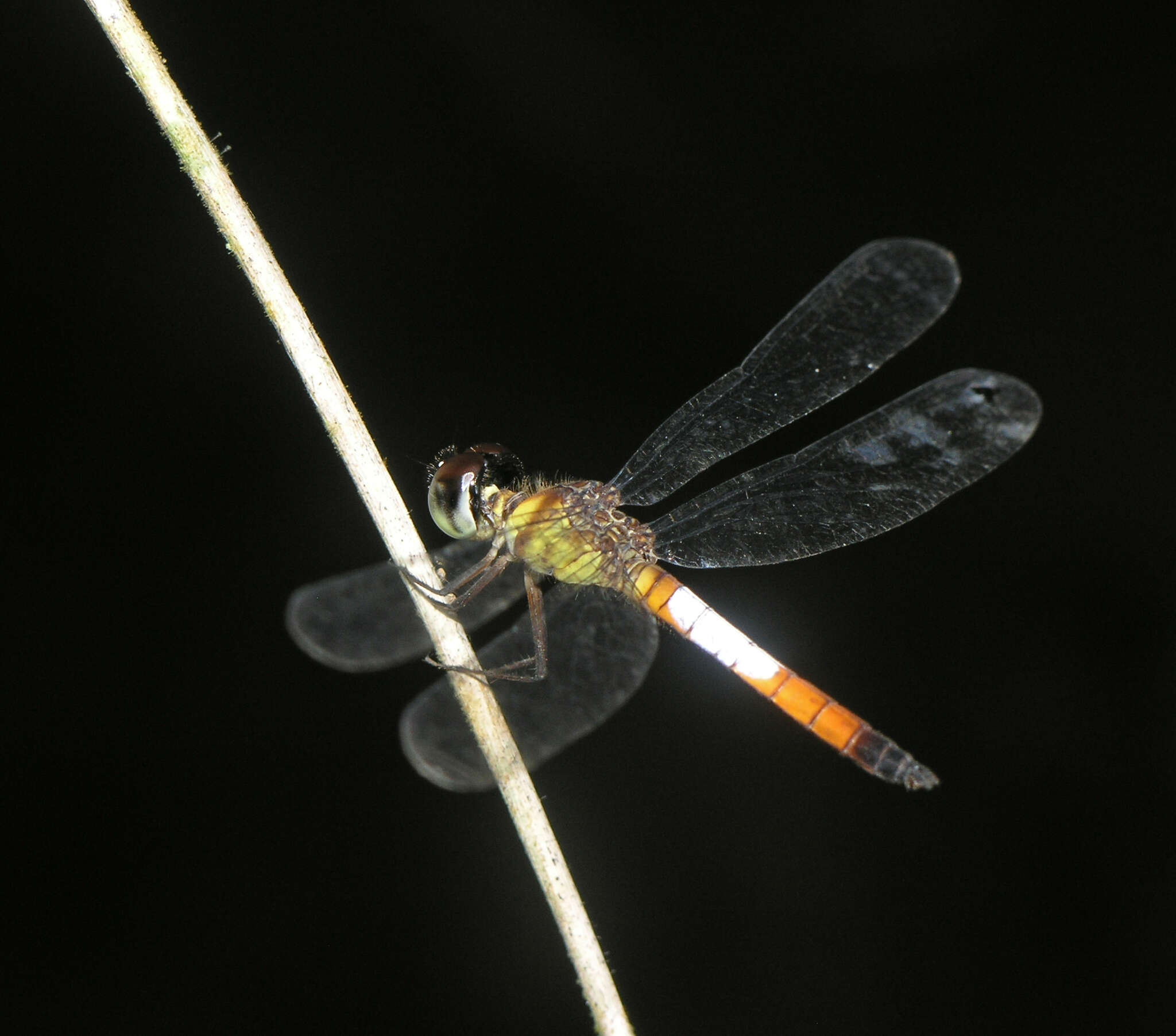 Imagem de Brachygonia oculata (Brauer 1878)