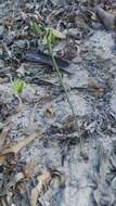 Image of Albuca flaccida Jacq.