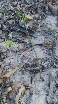 Image of Albuca flaccida Jacq.