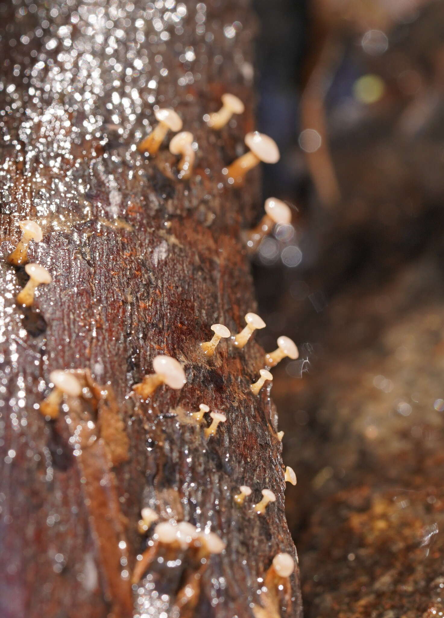 Image of Cudoniella clavus (Alb. & Schwein.) Dennis 1964