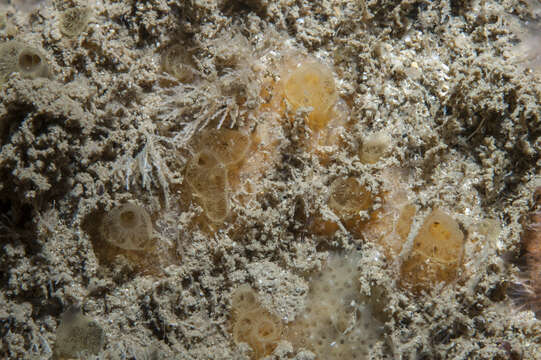 Image of Hymedesmia (Hymedesmia) rathlinia Goodwin & Picton 2009