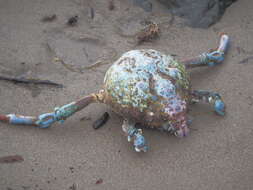 Image of Sheep crab