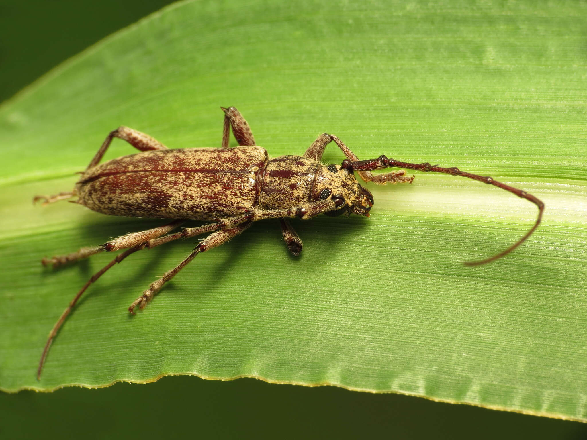 Image of Spined Oak Borer