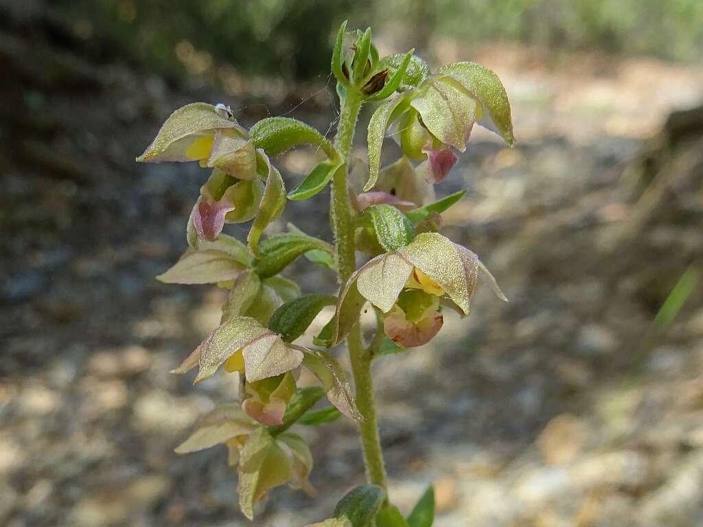 Image of Epipactis lusitanica D. Tyteca