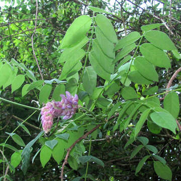 Image of American wisteria