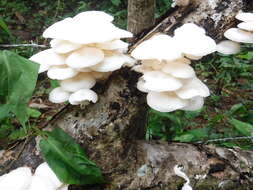 Image of Lentinus concavus (Berk.) Corner 1981