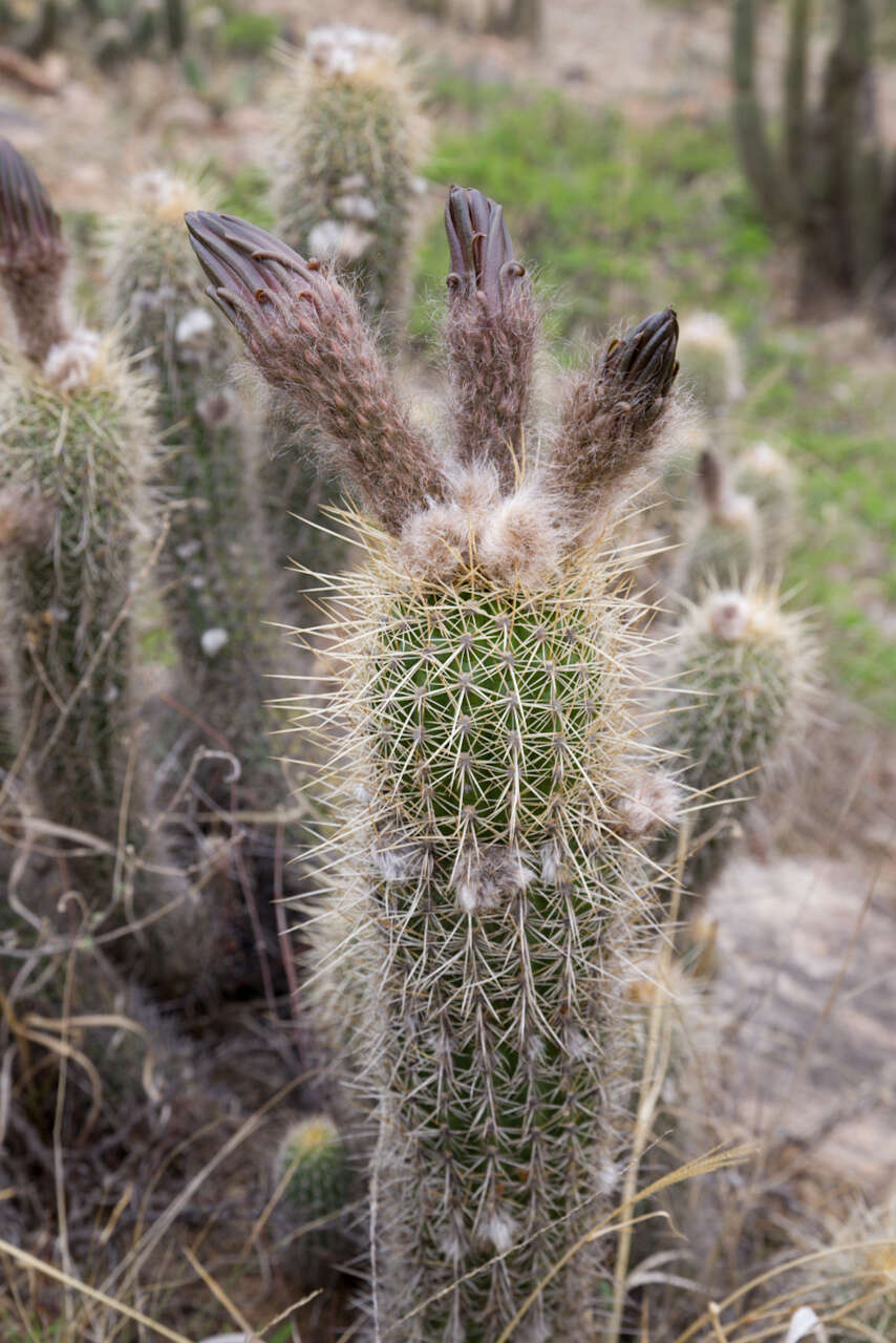 Echinopsis caulescens (F. Ritter) M. Lowry的圖片