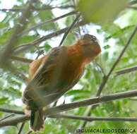 Image of Chestnut Piculet