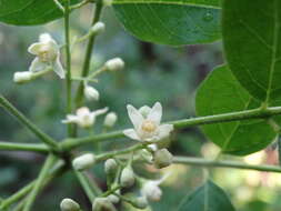 Image of Trichilia americana (Sessé & Mociño) T. D. Pennington