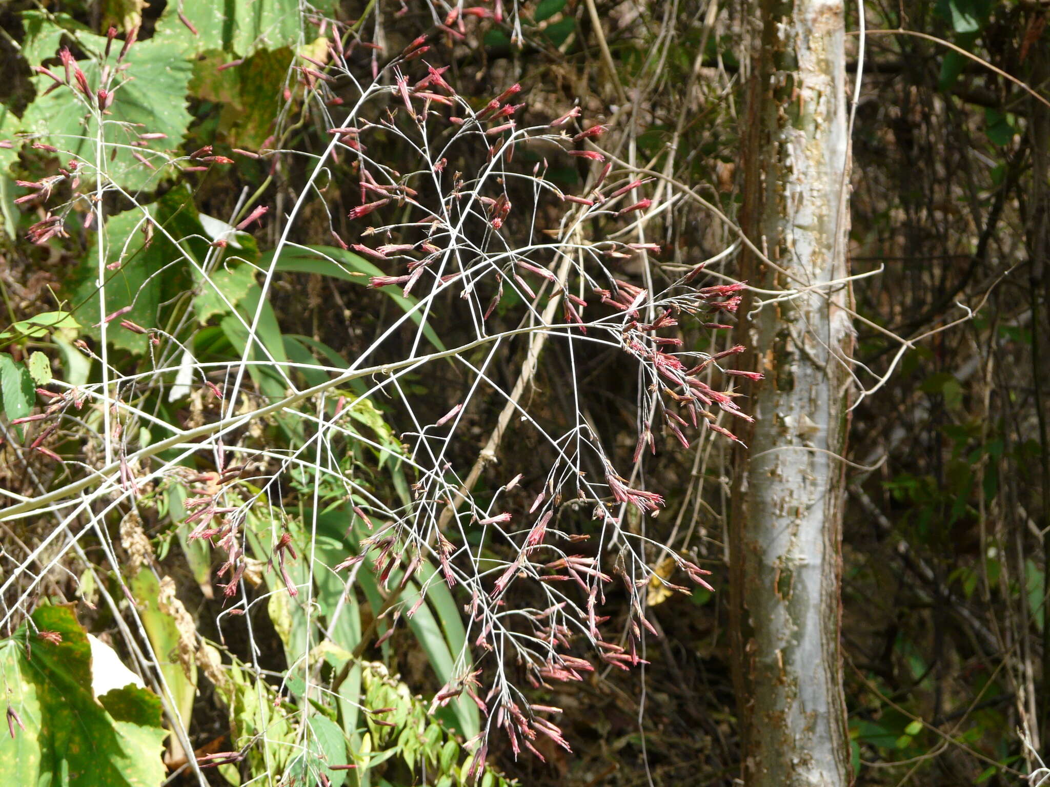 Image of Onoseris silvatica Greenm.