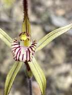 Image of Joseph's spider orchid