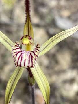 Image of Joseph's spider orchid