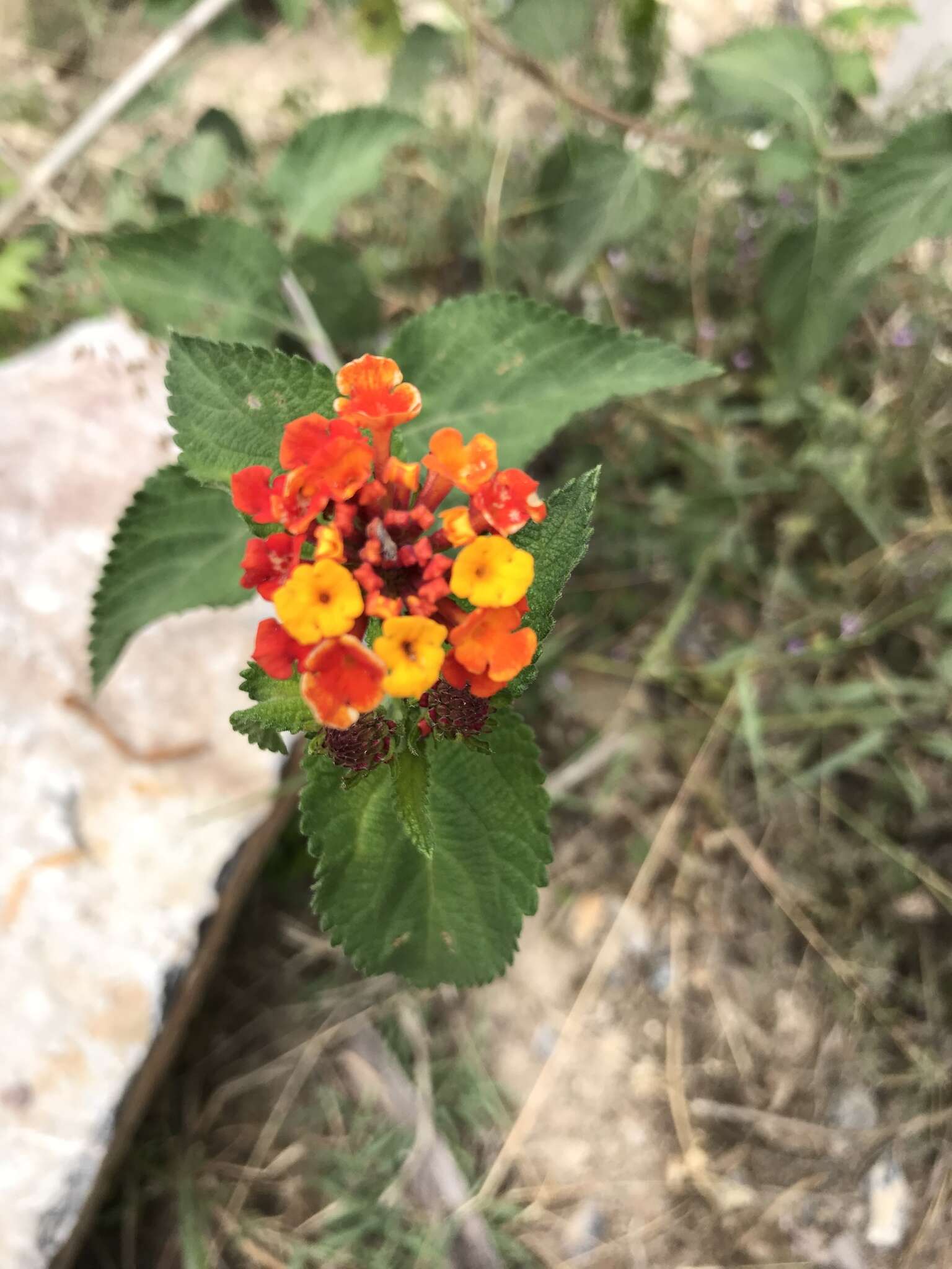 Image of Lantana horrida Kunth