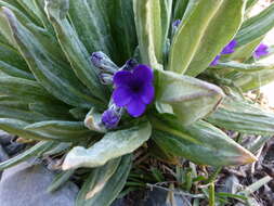 Plancia ëd Primula macrophylla D. Don