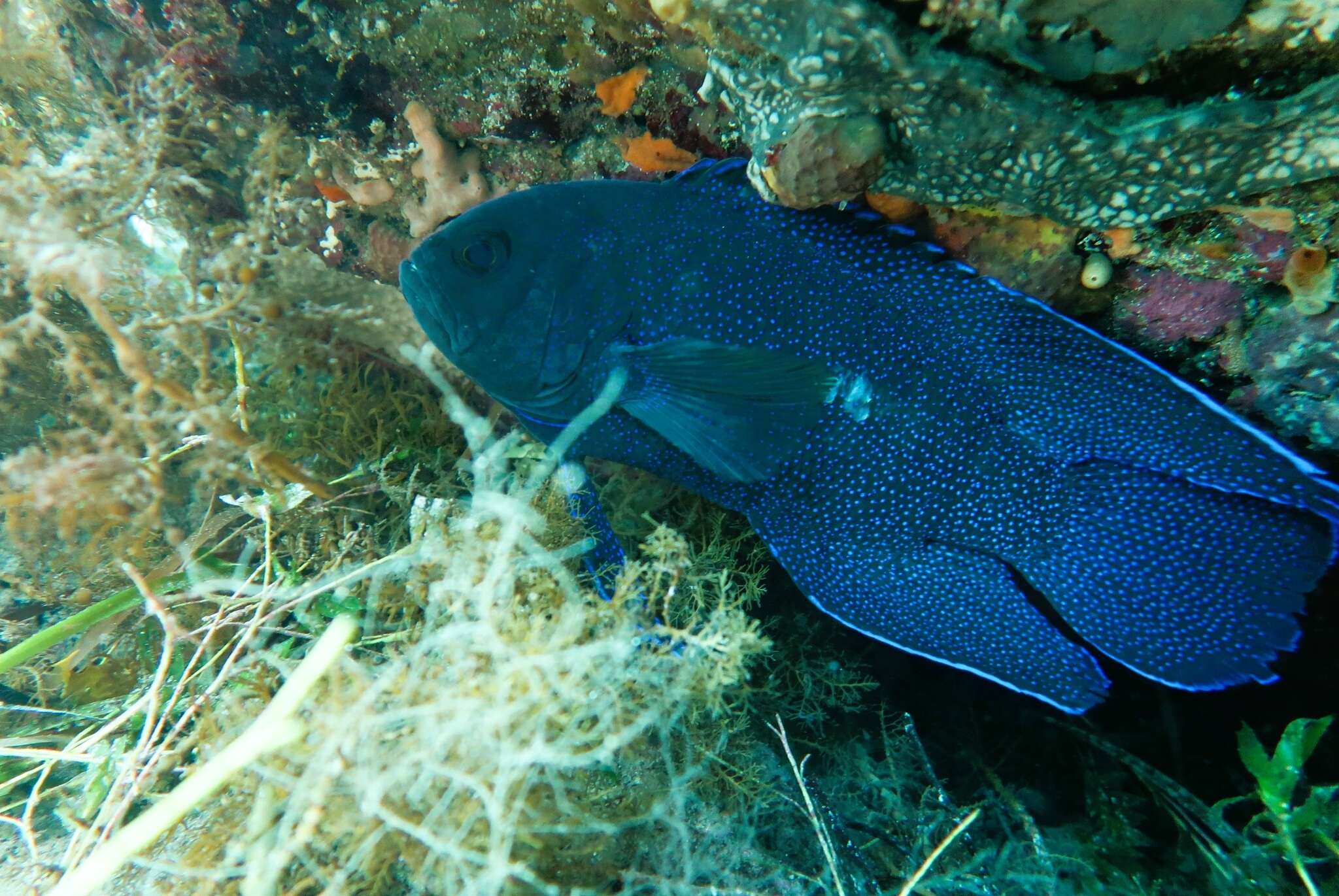 Paraplesiops meleagris (Peters 1869) resmi