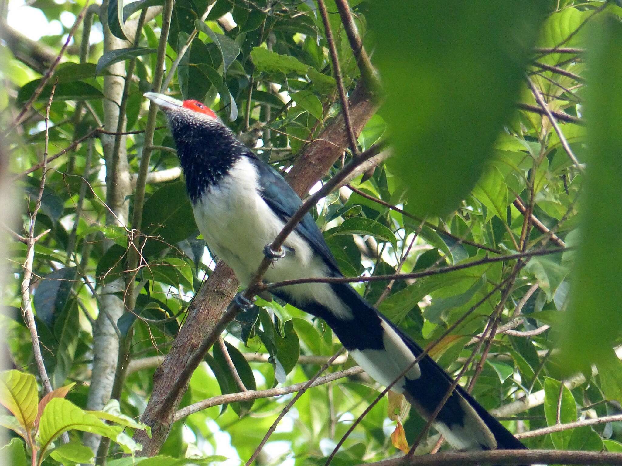 Image of Red-faced Malkoha