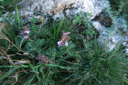 Image de Germandrée petit-chêne