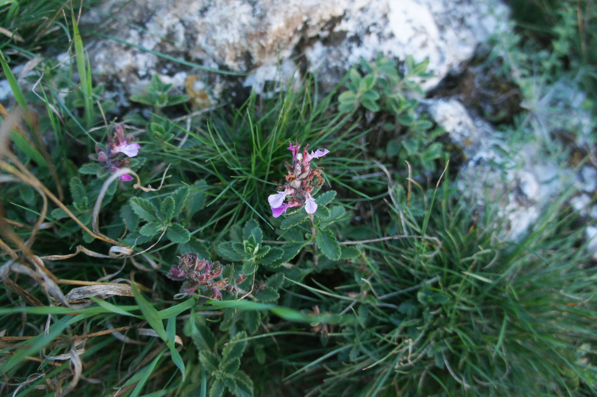 Image de Germandrée petit-chêne