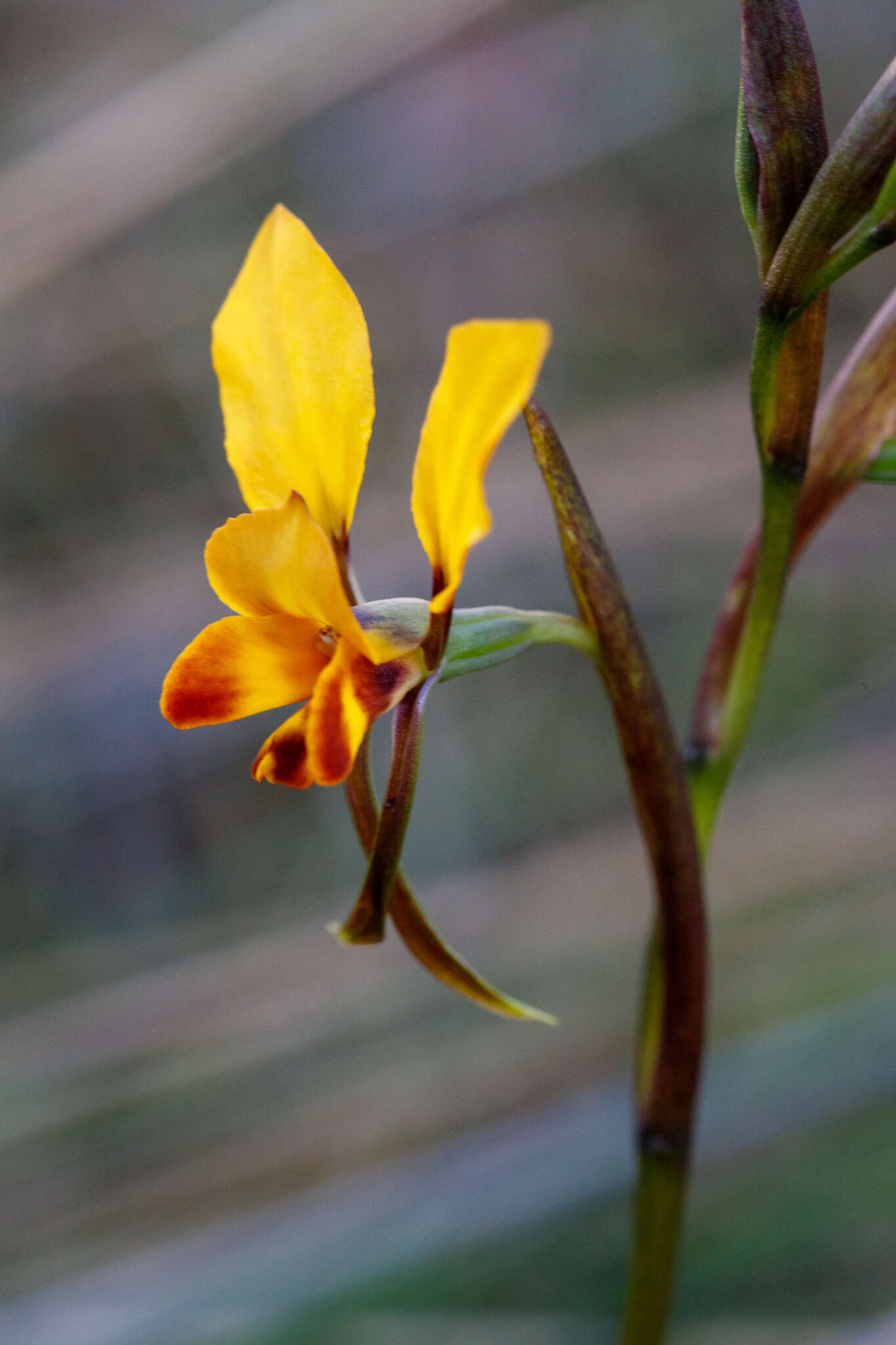 Image of Diuris brumalis D. L. Jones