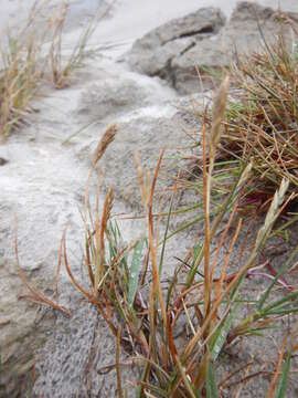 Image of Richardson's fescue