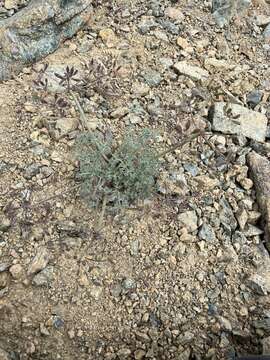 Image of Wenatchee desertparsley