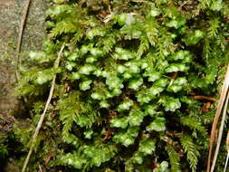 Image of Grove Earwort