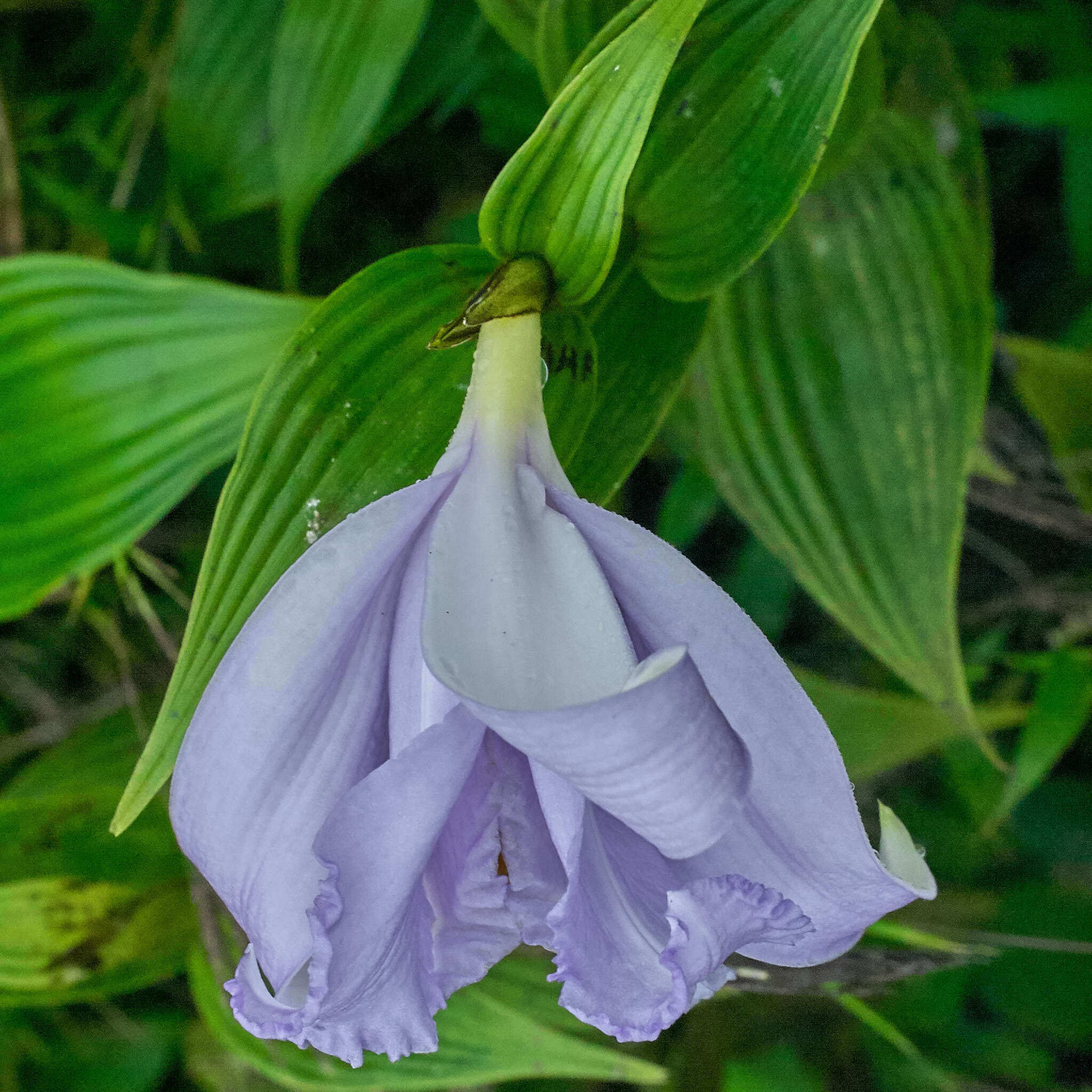 Image of Sobralia warszewiczii Rchb. fil.