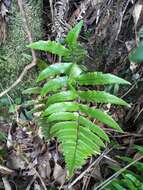 Sivun Dryopteris decipiens (Hook.) O. Kuntze kuva