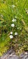 Image of One-Flower Stitchwort