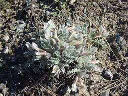 Image de Oxytropis ampullata (Pall.) Pers.