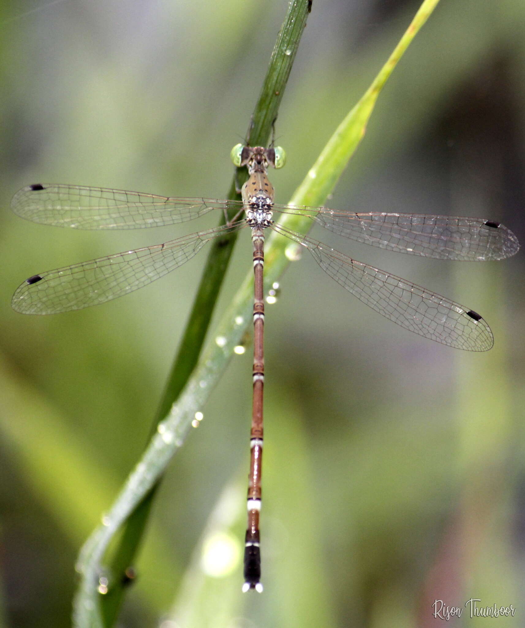 Image of Platylestes kirani