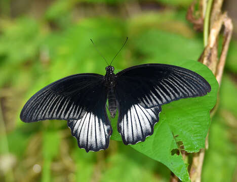 Image of Papilio rumanzovia Eschscholtz 1821