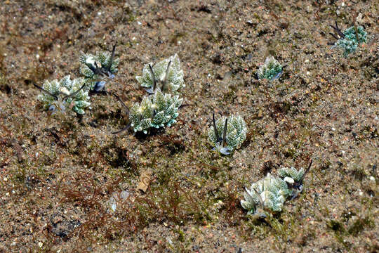 Image of Costasiella formicaria (Baba 1959)