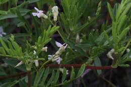 Astragalus miser var. oblongifolius (Rydb.) Cronq. resmi