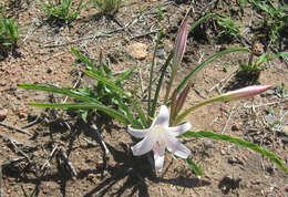 Image de Crinum lugardiae N. E. Br.