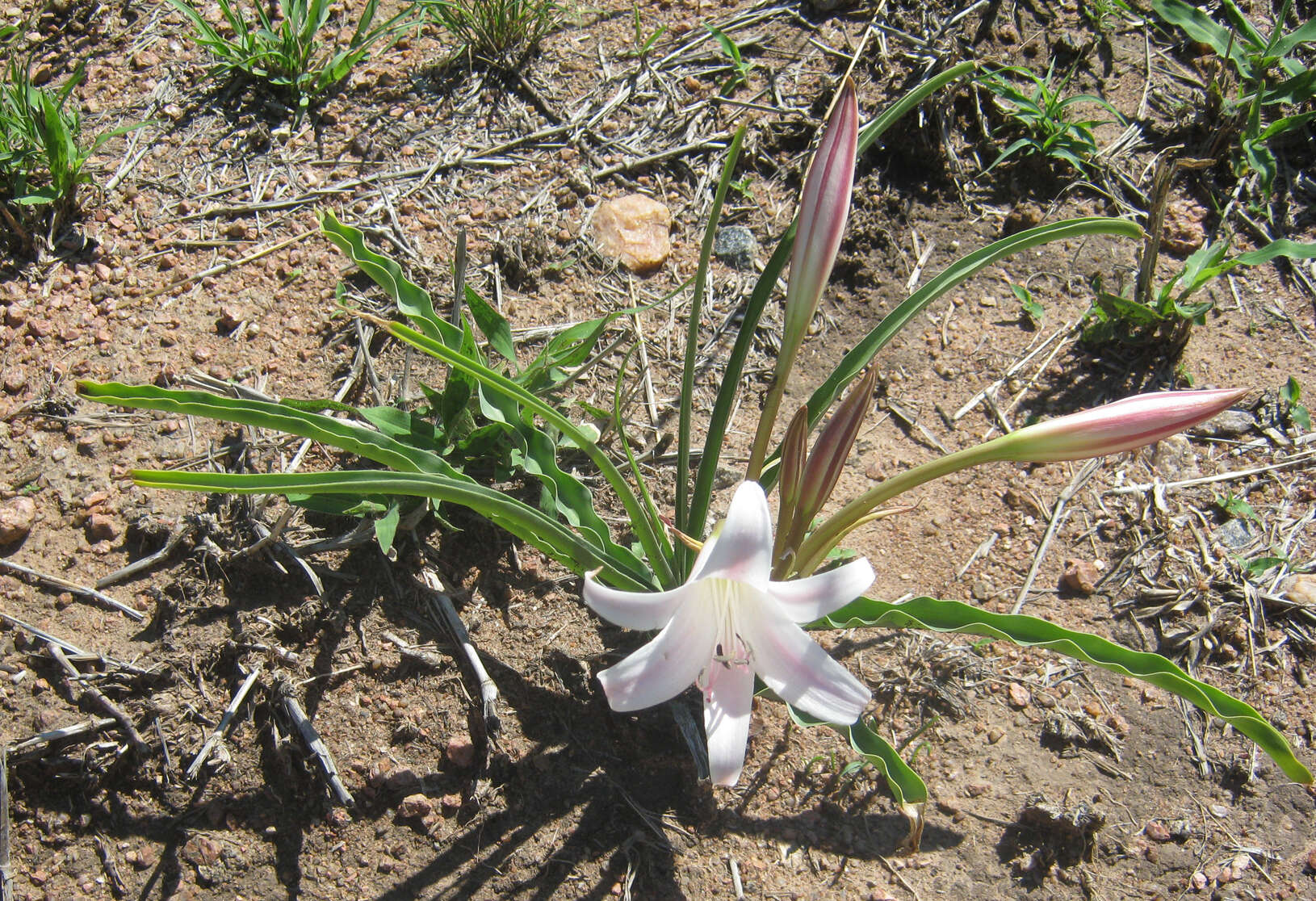 Image de Crinum lugardiae N. E. Br.