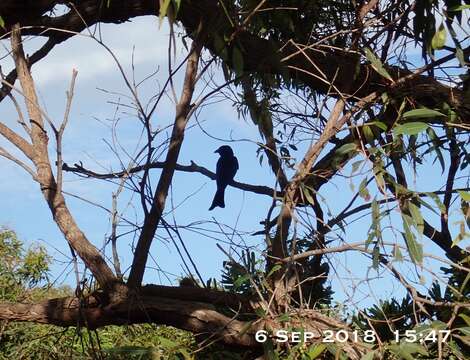 Image of Spangled Drongo