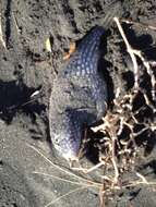 Image of Starry Toadfish