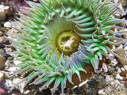 Image of giant green anemone