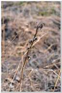 Image of Asphodeline taurica (Pall. ex M. Bieb.) Endl.