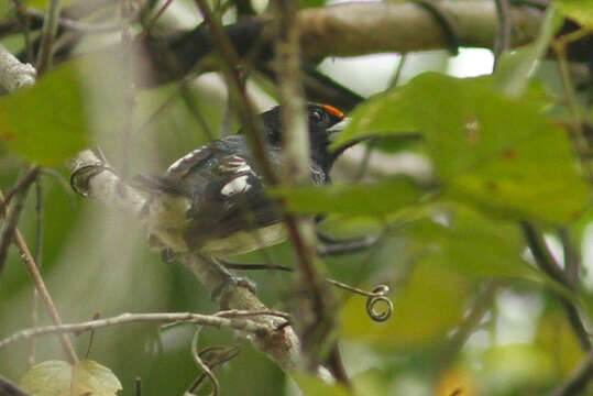 Image of Orange-fronted Barbet