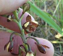 Image de Eulophia tenella Rchb. fil.