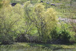 Image of black willow