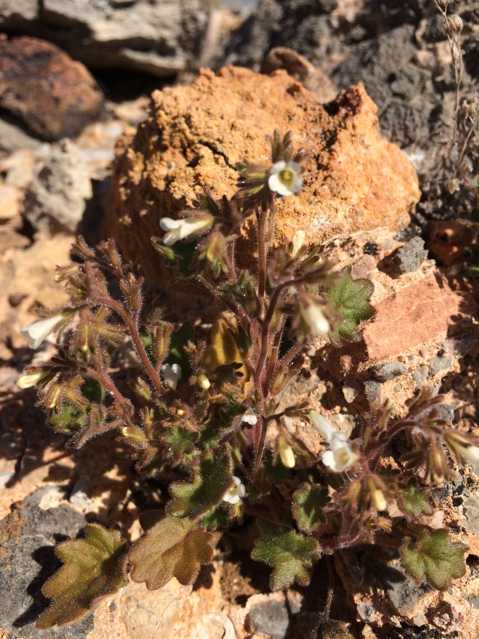 Image of roundleaf phacelia