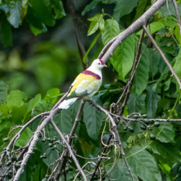 Image of Many-colored Fruit Dove