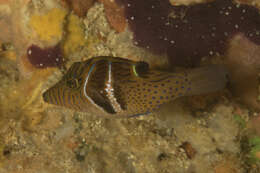 Image of Circle-barred puffer