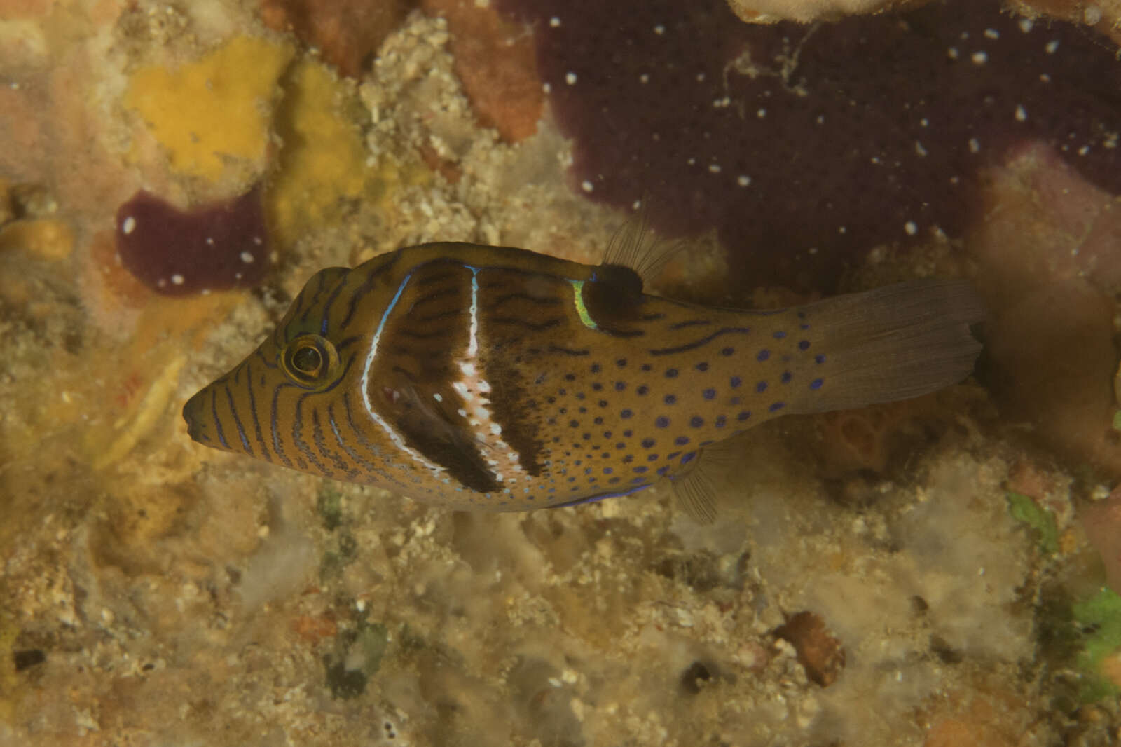 Image of Circle-barred puffer