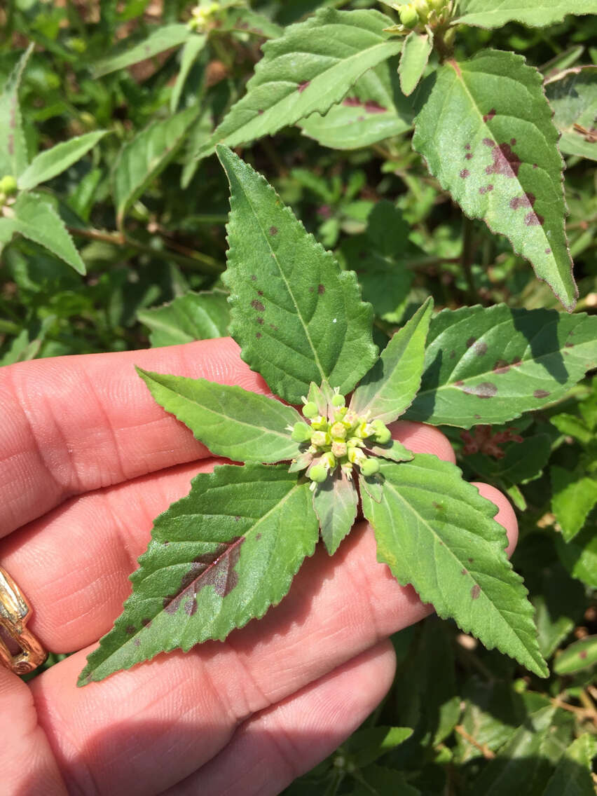 Слика од Euphorbia dentata Michx.