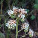 Image of Phacelia secunda var. pinnata (Vahl) N. B. Deginani